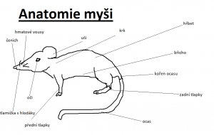 anatomie.png